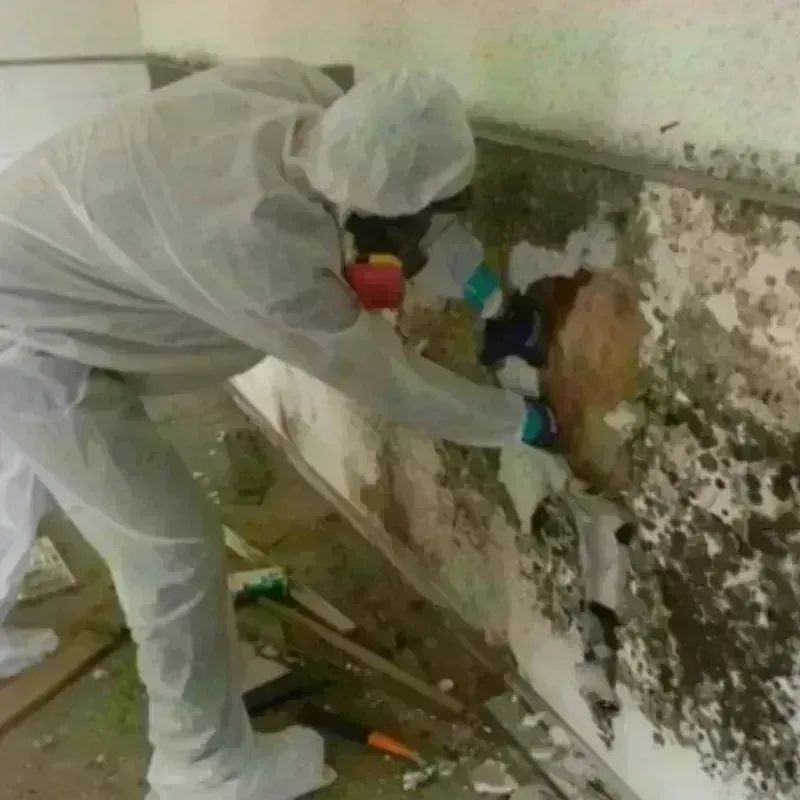 Mold Remediation and Removal in Buchanan, VA